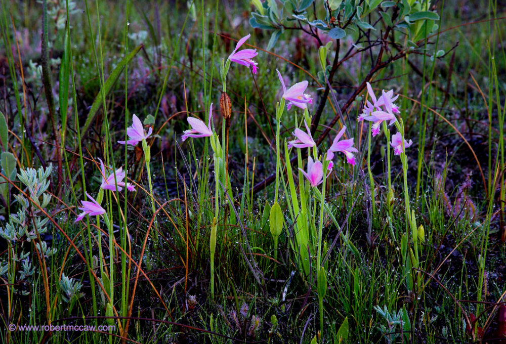 Orchid: Rose Pogonia,Snake-Mouth,Pogonia ophioglossoides